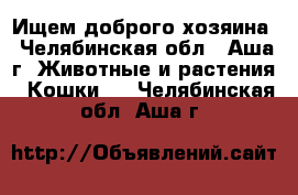 Ищем доброго хозяина - Челябинская обл., Аша г. Животные и растения » Кошки   . Челябинская обл.,Аша г.